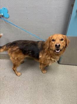 KRATOS -  Golden Retriever and Mixed Breed Dog for Adoption in Las Vegas, Nevada - KRATOS | PetCurious