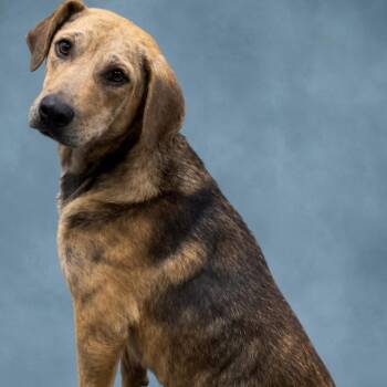 Spencer -  Labrador Retriever Dog for Adoption in Heber Springs, Arkansas - Spencer | PetCurious