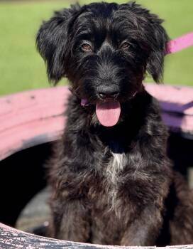 Rescue Portuguese Water Dog Dogs for Adoption in Hondo, Texas - Elouise - Pretty Portugese Water Dog | PetCurious