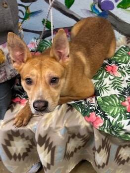 Rescue Australian Cattle Dog Blue Heeler Dogs for Adoption in Brookhaven, Mississippi - Happie 25 | PetCurious