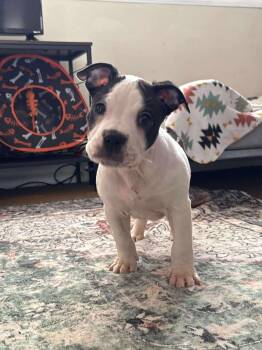 Pit Bull Terrier Dogs Available for Adoption - Taurus | PetCurious