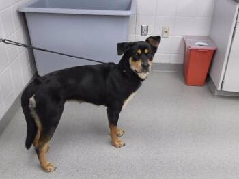 FLOJO -  Husky and Rottweiler Dog for Adoption in Omaha, Nebraska - FLOJO | PetCurious