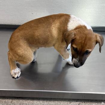 Hiccup -  Mixed Breed Dog for Adoption in Las Cruces, New Mexico - Hiccup | PetCurious