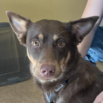 Reese -  Australian Shepherd Dog for Adoption in Palm Springs, California - Reese | PetCurious