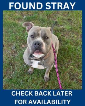 Rescue Pit Bull Terrier and Mixed Breed Dogs for Adoption in Hamilton Township, New Jersey - 59448589 | PetCurious