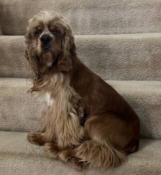 Rescue Cocker Spaniel Dogs for Adoption in Parker, Colorado - Charlie A 25068 | PetCurious