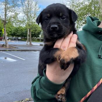 Mixed Breed Dogs Available for Adoption in Oakville, Washington - Sparky | PetCurious