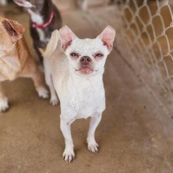 Rescue Chihuahua Dogs for Adoption in Midland, Texas - Bowie | PetCurious