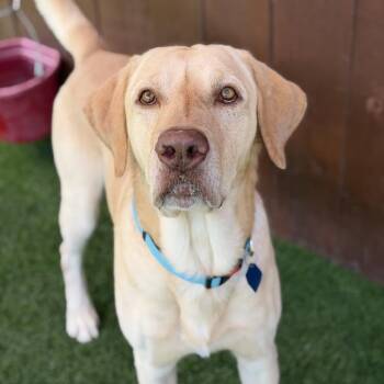 Tatis -  Labrador Retriever Dog for Adoption in San Diego, California - Tatis | PetCurious