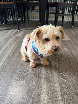Harley -  Yorkie Poo Dog for Adoption in Lexington, Kentucky - Harley | PetCurious