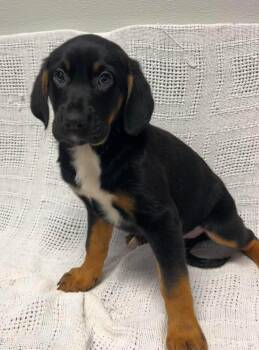 Eleanor -  Bloodhound Dog for Adoption in Maryville, Missouri - Eleanor | PetCurious