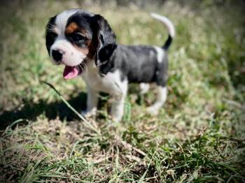 Fizz -  Cavalier King Charles Spaniel and Beagle Dog for Adoption in Austin, Texas - Fizz | PetCurious