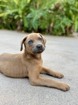 Labrador Retriever and Golden Retriever Dogs Available for Adoption - Apollo | PetCurious
