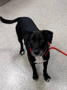 Labrador Retriever and Mixed Breed Dogs Available for Adoption in Fishers, Indiana - Penny | PetCurious