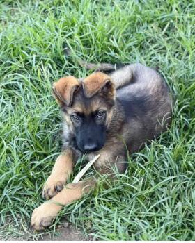 German Shepherd Dog Dogs Available for Adoption in Douglas, Georgia - Gru | PetCurious