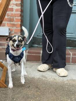 Amaretto **Available for Foster-to-Adopt** -  Chihuahua and Terrier Dog for Adoption in New York, New York - Amaretto **Available For Foster-to-Adopt** | PetCurious