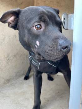 Pit Bull Terrier and Mixed Breed Dogs Available for Adoption - TOBY | PetCurious