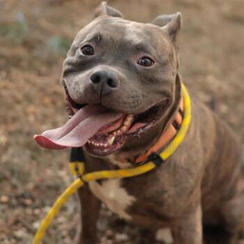 Boom -  Mixed Breed Dog for Adoption in Philadelphia, Pennsylvania - Boom | PetCurious