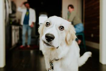 Rescue Great Pyrenees Dogs for Adoption in New Orleans, Louisiana - Sailor | PetCurious