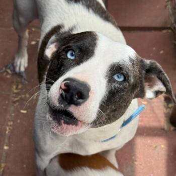 Mixed Breed Dogs Available for Adoption in Quincy, Florida - Karla/Mom | PetCurious