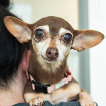 Peanut -  Chihuahua and Mixed Breed Dog for Adoption in Middletown, Rhode Island - Peanut | PetCurious