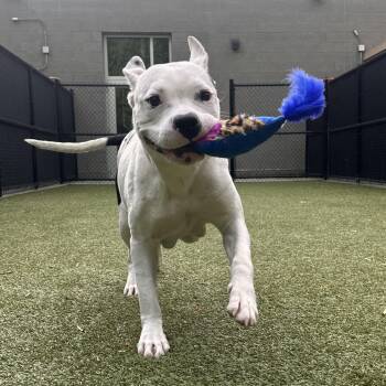 Boxer Dogs Available for Adoption in Greensboro, North Carolina - Kiora | PetCurious