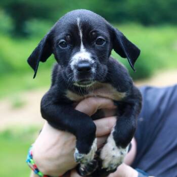 CT Brussel Sprout avail Jul 4 -  Labrador Retriever and Mixed Breed Dog for Adoption in Stormville, New York - CT Brussel Sprout Avail Jul 4 | PetCurious