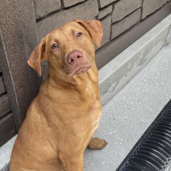 Mixed Breed Dogs Available for Adoption - Hermes AKA Cooper | PetCurious