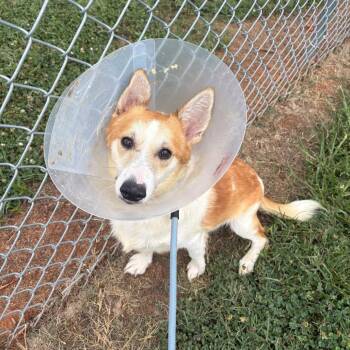 Maple -  Mixed Breed Dog for Adoption in Greenville, South Carolina - Maple | PetCurious