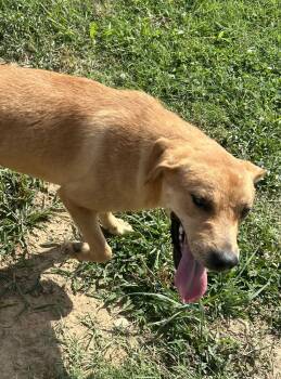 Daina -  Labrador Retriever and Golden Retriever Dog for Adoption in Corning, Arkansas - Daina | PetCurious