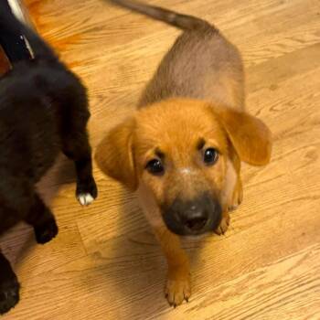 Tanner -  Black Mouth Cur and Golden Retriever Dog for Adoption in Semmes, Alabama - Tanner | PetCurious