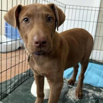 Chocolate Labrador Retriever and Terrier Dogs Available for Adoption - Georgia | PetCurious