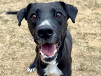 Labrador Retriever and Australian Cattle Dog Blue Heeler Dogs Available for Adoption - JJ | PetCurious