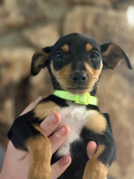 Miniature Pinscher and Chihuahua Dogs Available for Adoption in Herald, California - Beta | PetCurious