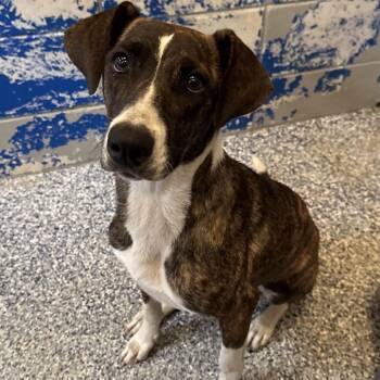 Pit Bull Terrier Dogs Available for Adoption in Beaumont, Texas - Ginny | PetCurious