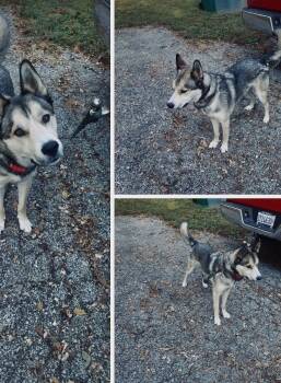 URGENT Cooper (CP) -  Husky and Shepherd Dog for Adoption in Clinton, Illinois - URGENT Cooper (CP) | PetCurious