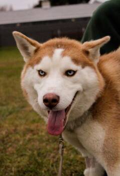 Rescue Husky Dogs for Adoption in Howes Cave, New York - Koda | PetCurious