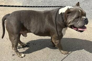 American Bulldog and Mixed Breed Dogs Available for Adoption - SCOUT | PetCurious