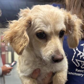 DONNA -  Poodle and Mixed Breed Dog for Adoption in Richmond, California - DONNA | PetCurious