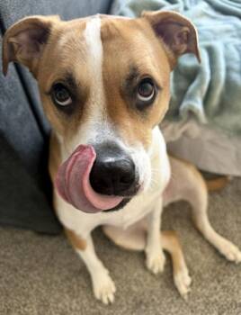 Freckles -  Hound Dog for Adoption in Des Moines, Iowa - Freckles | PetCurious