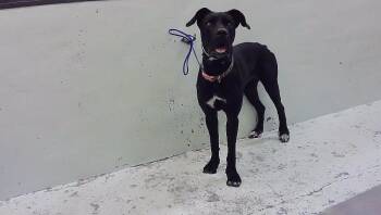 FARNESE -  Cane Corso and Great Dane Dog for Adoption in Houston, Texas - FARNESE | PetCurious