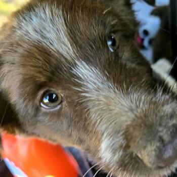 Mixed Breed Dogs Available for Adoption in Moab, Utah - Rozzie Bear | PetCurious