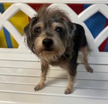 Jack -  Mixed Breed Dog for Adoption in Ocala, Florida - Jack | PetCurious