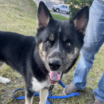 Xavier -  Husky Dog for Adoption in Crookston, Minnesota - Xavier | PetCurious