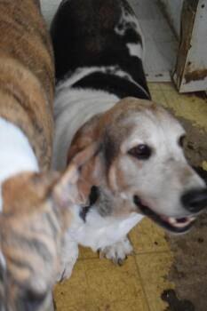 Bentley -  Basset Hound Dog for Adoption in Pahrump, Nevada - Bentley | PetCurious