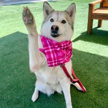 Ciabatta -  Siberian Husky Dog for Adoption in Walnut Creek, California - Ciabatta | PetCurious