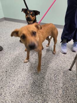 Shortcake -  Terrier Dog for Adoption in Athens, Tennessee - Shortcake | PetCurious