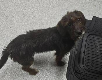 Coco Chanel -  Terrier and Mixed Breed Dog for Adoption in Chillicothe, Ohio - Coco Chanel | PetCurious