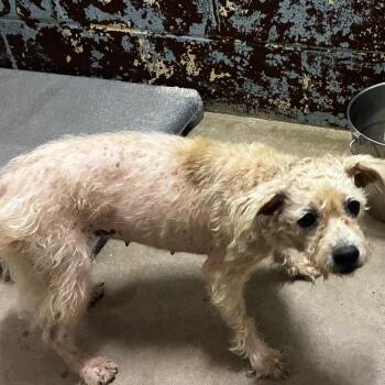 Eloise -  Poodle and Mixed Breed Dog for Adoption in Pine Bluff, Arkansas - Eloise | PetCurious