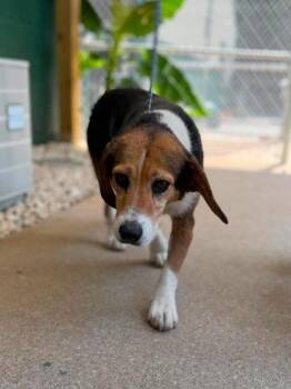 Rumi -  Mixed Breed Dog for Adoption in Leitchfield, Kentucky - Rumi | PetCurious